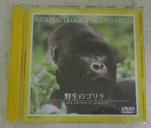 DVD「野生のゴリラ」ナショナル・ジオグラフィック/National Geographic GORILLA