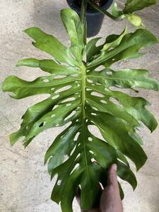 強烈ミューテーションのモンステラ デリシオーサ Monstera deliciosa 