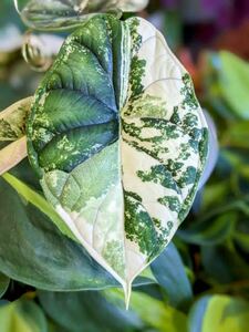 アロカシア　ドラゴンスケール　斑入りAlocasia Watsoniana pink variegata 組織培養