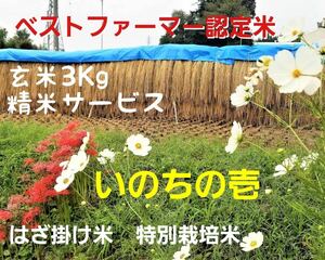 令5年南信州産　はざ掛け米　特別栽培米【いのちの壱】玄米3Ｋｇ（精米サービス）