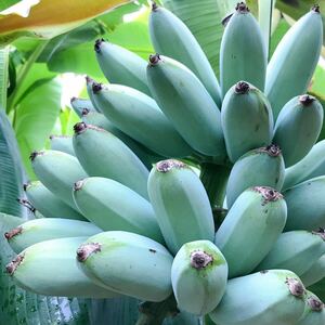 送料無料 2株セット ハクムクアイスクリーム バナナ苗 Hak Mulk Naun バナナ 熱帯果樹 果樹苗　