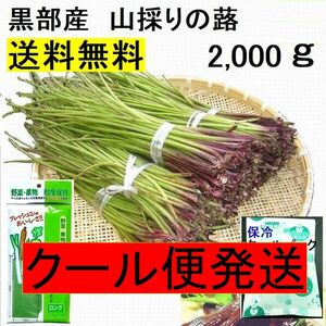 クール便発送【送料無料】(関東 東海 近畿 北陸 信越)　黒部産 天然 山蕗 ふき フキ(長くてスリム)保冷剤＆新鮮パック 80サイズ 2,000g