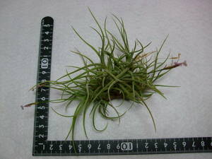 バンデンシス Tillandsia チランジア エアプランツ エアープランツ G