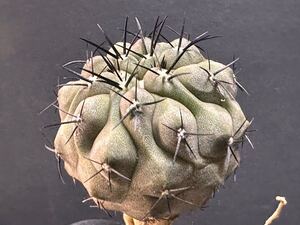 No.774 多肉植物 孤竜丸 コピアポア シネレア コルムナアルバ copiapoa cinerea 美株