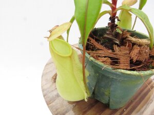 N.distilliatoria (Srianka) AW 2号【現品限り】ネペンテス 食虫植物_16872