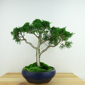 盆栽 真柏 樹高 約23cm しんぱく Juniperus chinensis シンパク “ジン シャリ” ヒノキ科 常緑樹 観賞用 現品