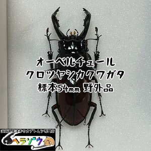 [野外品]オーベルチュールクロツヤシカクワガタ54mm標本新品シーラケース付き（オーベルチュールシカクワガタ死虫）