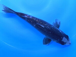 伊徳錦鯉 動画あり！ 春キャンペーン！ 近藤養魚場産 ２歳 錦鯉 銀鱗羽白 約25センチ 現物 １匹 ＮK-15 綺麗 ニシキゴイ 鯉 滋賀 こい コイ