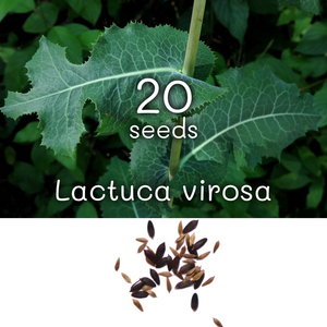 20粒 Lactuca virosa ラクチュカ・ヴィローサ 種子 Wild Lettuce ワイルドレタス Opium Lettuce オピウムレタス ラクツカリュームソウ