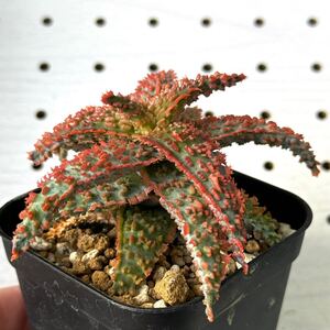 アロエ 実生 ハイブリッド 多肉植物 Aloe hybrid 51