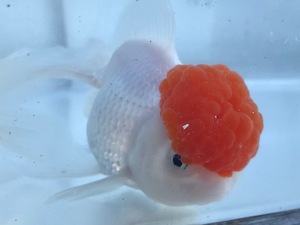 PURE金魚★品評会特価★国産上物 高頭丹頂 ３匹 約１０ｃｍ～１２ｃｍ 綺麗な丹頂 頭が綺麗に出ています！ 見事な丹頂 ！人気 Goodサイズ