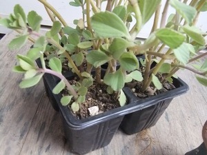 ボルトジンユ【奇跡の健康茶】として とても注目を集めている薬草（ハーブ）です。ランダムに1苗選びます