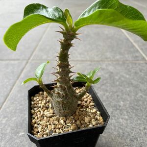 パキポディウム ウィンゾリー 実生 Pachypodium windsorii 多肉植物 塊根植物 ブレビカウレ グラキリス バロニー 恵比寿大黒 コーデックス