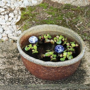 信楽焼 睡蓮鉢 メダカ鉢 おしゃれ めだか鉢 陶器 水鉢 ビオトープ 金魚鉢 信楽焼き スイレン鉢 ハス鉢 窯肌手ひねり水鉢 su-0086