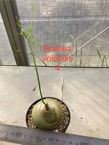 ④蒼角殿　Bowiea volubilis　5センチ球