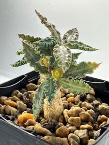 ユーフォルビア トゥレアレンシス Euphorbia tulearensis 実生株 多肉植物 塊根あり 希少種 マダガスカル原産