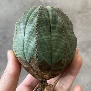 【B6826】★超巨大6.5cm株！！【SS級！極上特選大株！！】ユーフォルビア オベサ Euphorbia obesa ( 検索 アガベ 多肉植物 )