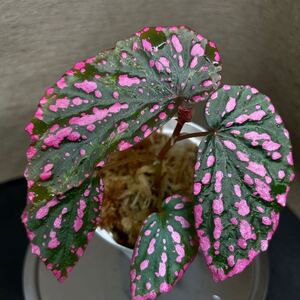 Begonia negrosensis (WWR便) 原種ベゴニア　熱帯植物　②