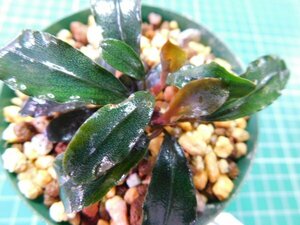 ◎2883TN332　 (自家栽培）水草　ブセファランドラ　Bucephalandra sp. ブルーメタリック