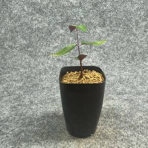 【鉢ごと発送】ペトペンチア ナタレンシス / Petopentia natalensis /【実生】/ 2号鉢 / 【現品】24-7-23-04