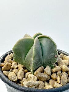 Astrophytum asterias f.nudum アストロフィツム 瑠璃兜 実生株 美株 抜き苗は送料込 検 兜丸 ランポー玉