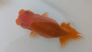 浜松らんちゅう　明け二歳魚2匹(雄 雌)　雌約12cm　雄約10cm　全国大会優良系統　画像のらんちゅう