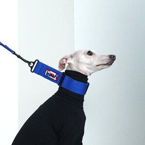 【Lサイズ】hosh イタグレ ミニピン チョーク型 ドッグカラー 犬 首輪 インポート ブルー Primary Collar Blue