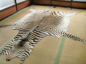 ゼブラ 敷物 約 310×230 cm シマウマ 頭 剥製 革 アニマル ラグ カーペット マット 絨毯 インテリア ラグマット 本革 毛皮 壁掛