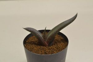 アロエ　クリプトポダ　ALOE cryptopoda