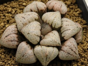 ■[W091]Forever Beauty　フォーエバービューティー【多肉植物　Haworthia　ハオルチア　ハオルシア】