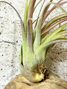 【Frontier Plants】 チランジア・エリックノブロック T. Eric Knobloch (T.brachycaulos x T.streptophylla) ブロメリア　エアプランツ