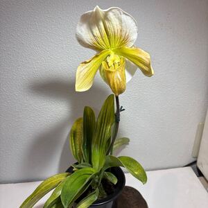 INZ (パフィオ 開花株”A”Paph 洋蘭 交配種　 花芽1 巨大輪花　洋蘭　カトレア