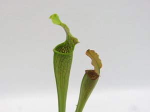 S.alata purple Thorat CK　2号【現品限り】サラセニア 食虫植物_16583