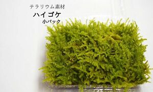 ハイゴケ（小パック）　　パルダリウム、ビバリウム、苔テラリウム、苔玉、盆栽、お庭等