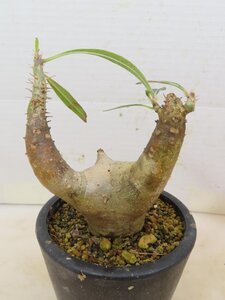 5266 「塊根植物」パキポディウム エニグマティクム 植え【発根・Pachypodium enigmaticum・多肉植物】