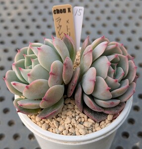 15.ラウレンシス×トリマネンシス 実生苗 エケベリア 国産 多肉 Echeveria