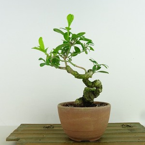 盆栽 真弓 樹高 約14cm まゆみ Euonymus sieboldianus マユミ ニシキギ科 落葉広葉樹 観賞用 小品 現品