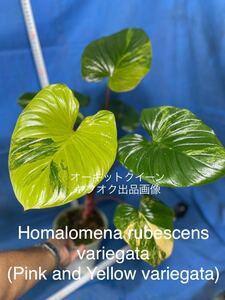 918斑入り　ホマロメナ　ルベスケンス　バリエガタHomalomena rubescens variegata (Pink and Yellow variegata)