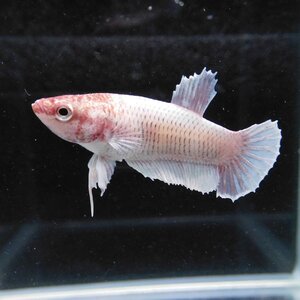 在庫処分特価　ベタ　プラカット　メス　ファンシー　05F0623-051　高知熱帯魚サービス　熱帯魚　生体