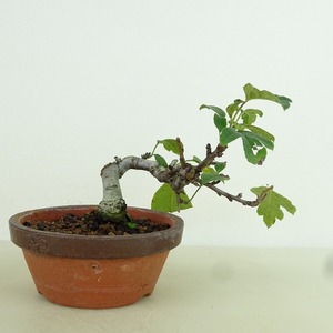 盆栽 酸実 樹高 上下 約8cm ずみ Malus toringo ズミ バラ科 落葉樹 観賞用 小品 現品