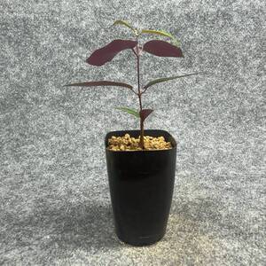 【鉢ごと発送】ペトペンチア ナタレンシス / Petopentia natalensis /【実生】/ 2号鉢 / 【現品】24-7-23-35