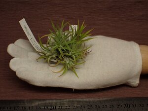 Tillandsia ionantha clump チランジア・イオナンタ クランプ 506★エアプランツEP