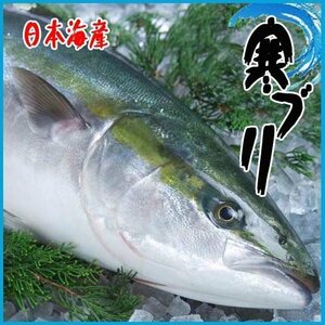 お歳暮)厳選仕入 ブリ6-7kg 九州・日本海産 旬 ぶり 鰤　５尾