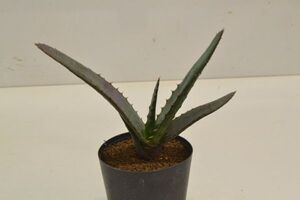 アロエ　カンデラブルム　ALOE candelabrum