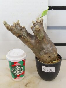 5238 「塊根植物」パキポディウム エニグマティクム 植え【発根・Pachypodium enigmaticum・多肉植物】