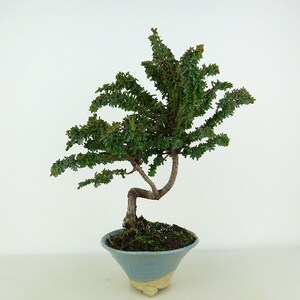 盆栽 石化桧 樹高 約26cm せっかひのき Chamaecyparis obtusa セッカヒノキ ヒノキ科 常緑樹 観賞用 現品