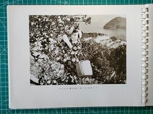 g古本【郷土史】屋代島-周防大島 写真集 昭和32年 [国鉄連絡船玉川丸 小松港桟橋 みかんを摘む島娘 日良居 久賀浜の煮干加工 東和町 久賀町