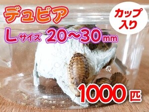 【送料無料】 デュビア Lサイズ 2.0～3.0cm 1000匹 カップ入り アルゼンチンモリゴキブリ 肉食熱帯魚 爬虫類 両生類 [3565:broad2]