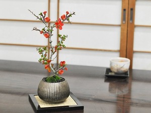 盆栽 和モダン 昇り長寿　ミニ長寿梅 花盆栽 鉢植え 長寿梅 ギフト 贈り物 おしゃれ モダン インテリア 鉢花 モダン 記念樹 人気