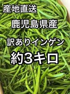 鹿児島県産　訳ありインゲン　約3キロ　2